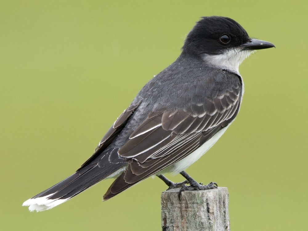 EasternKingbird-FrankLehman