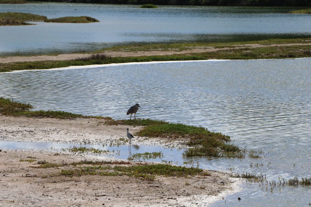 Kawaiele-State-Waterbird-Sanctuary This photo shows two birds at the Kawaiʻele State Waterbird Sanctuary.