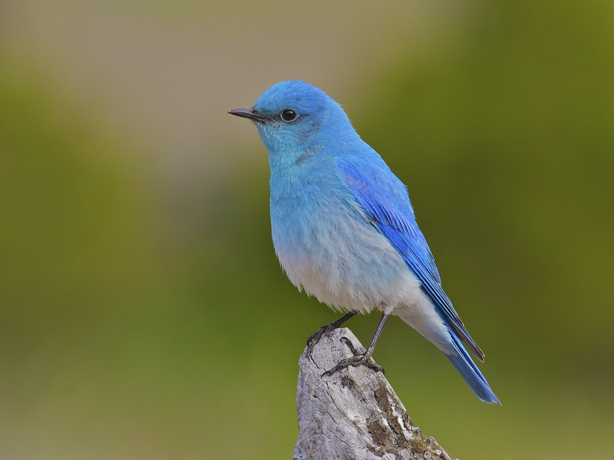 MountainBluebird-MikeAndersen