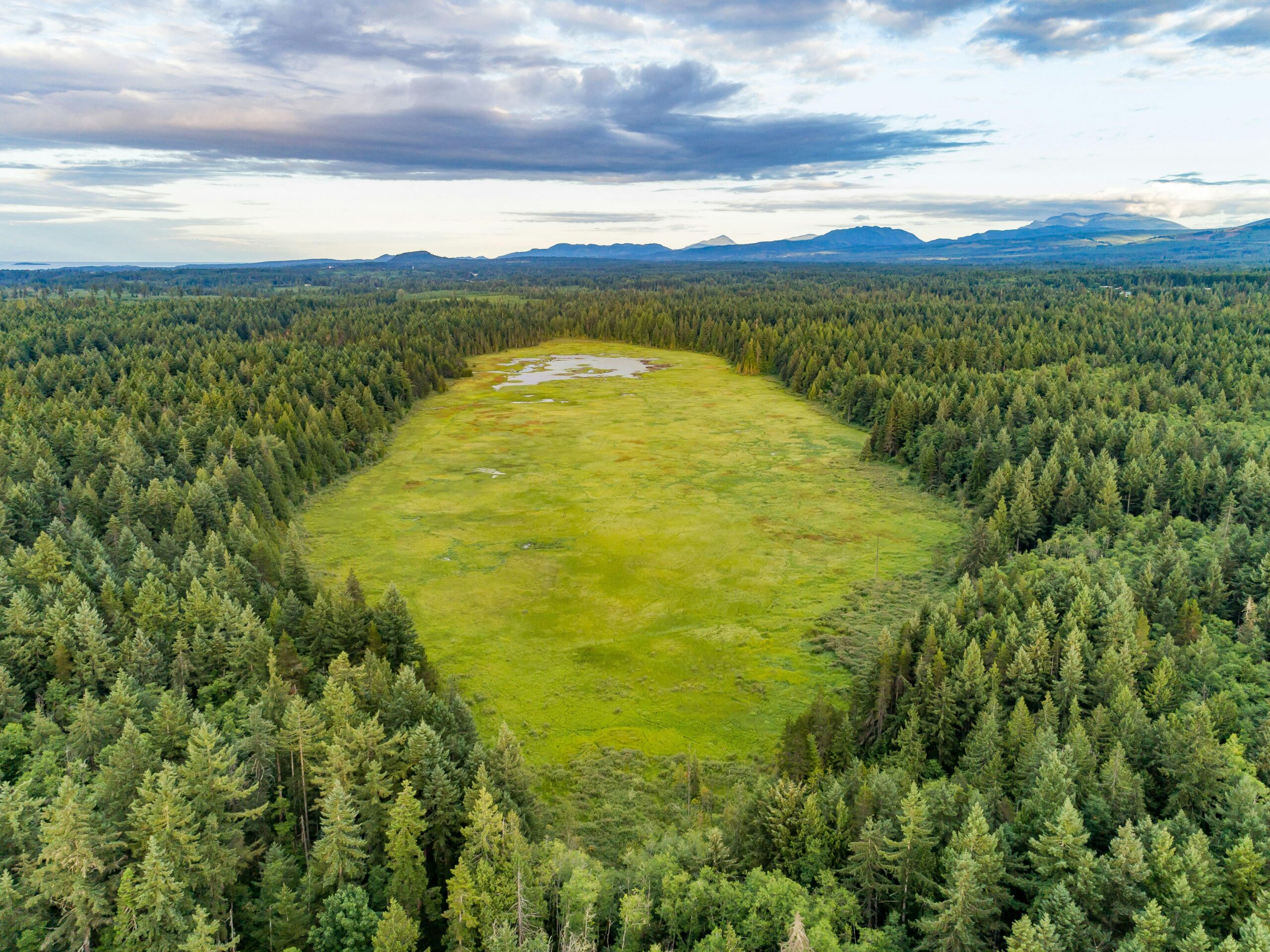 RDN-HamiltonMarsh-3 Hamilton Marsh (Credit: Mount Arrowsmith Biosphere Region Research Institute)