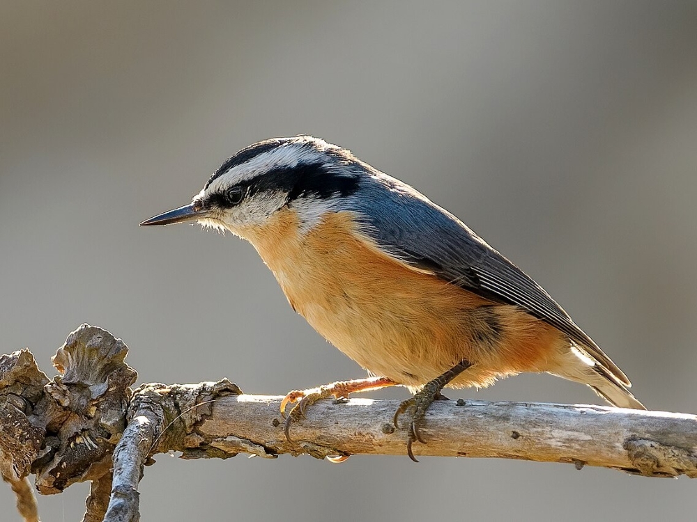 RedBreastedNuthatch-BeckyMatsubara