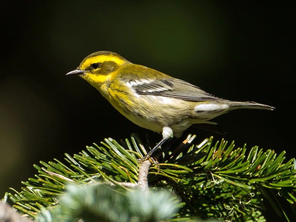 TownsendsWarbler-MickThompson