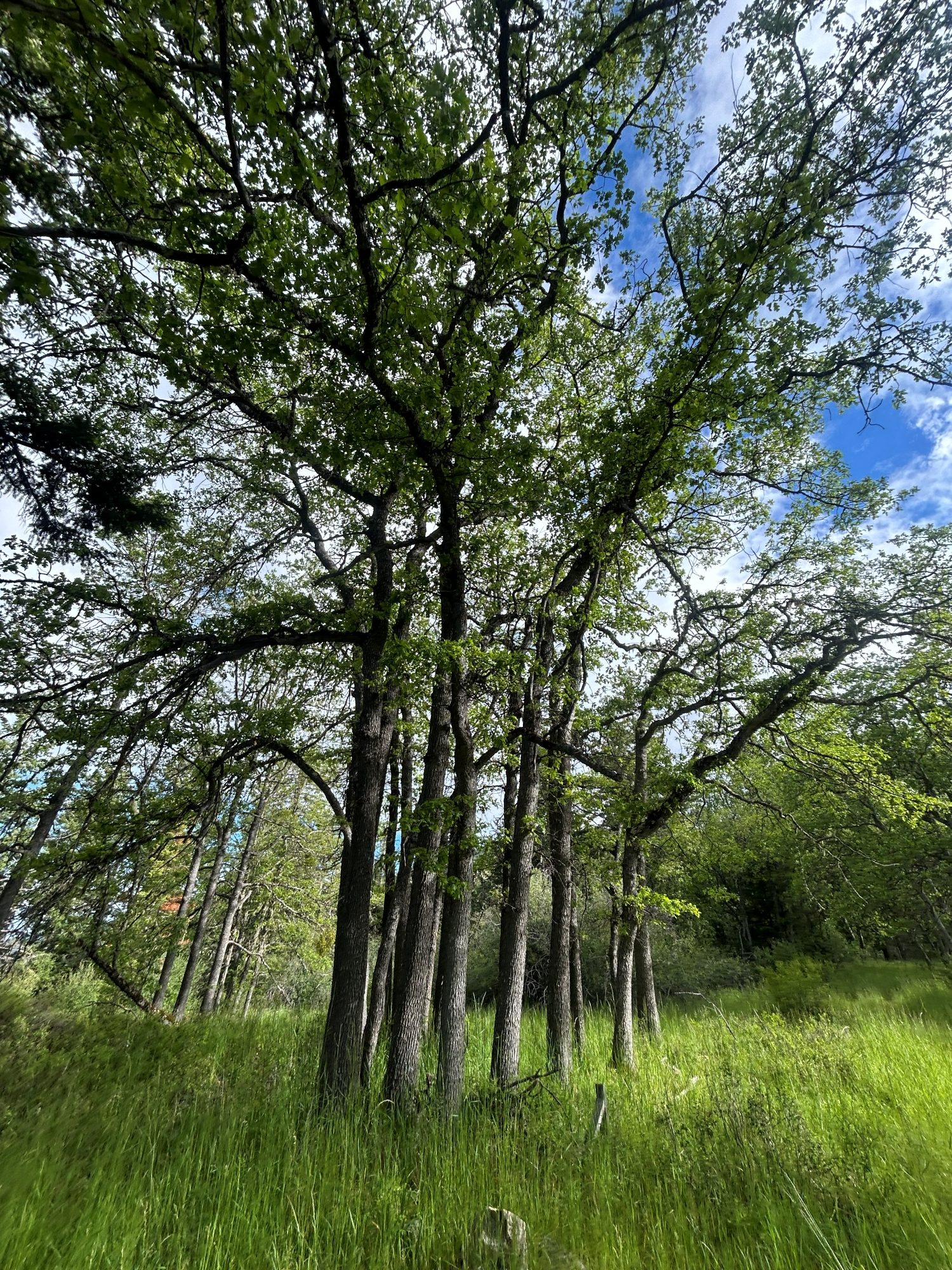 Oak-Oregon-Kelly-Missett Oak-Oregon-Kelly-Missett