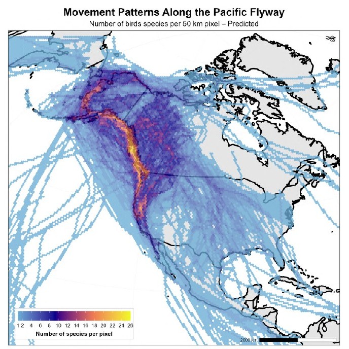Pacific Flyway Movement Patterns Pacific Flyway Movement Patterns