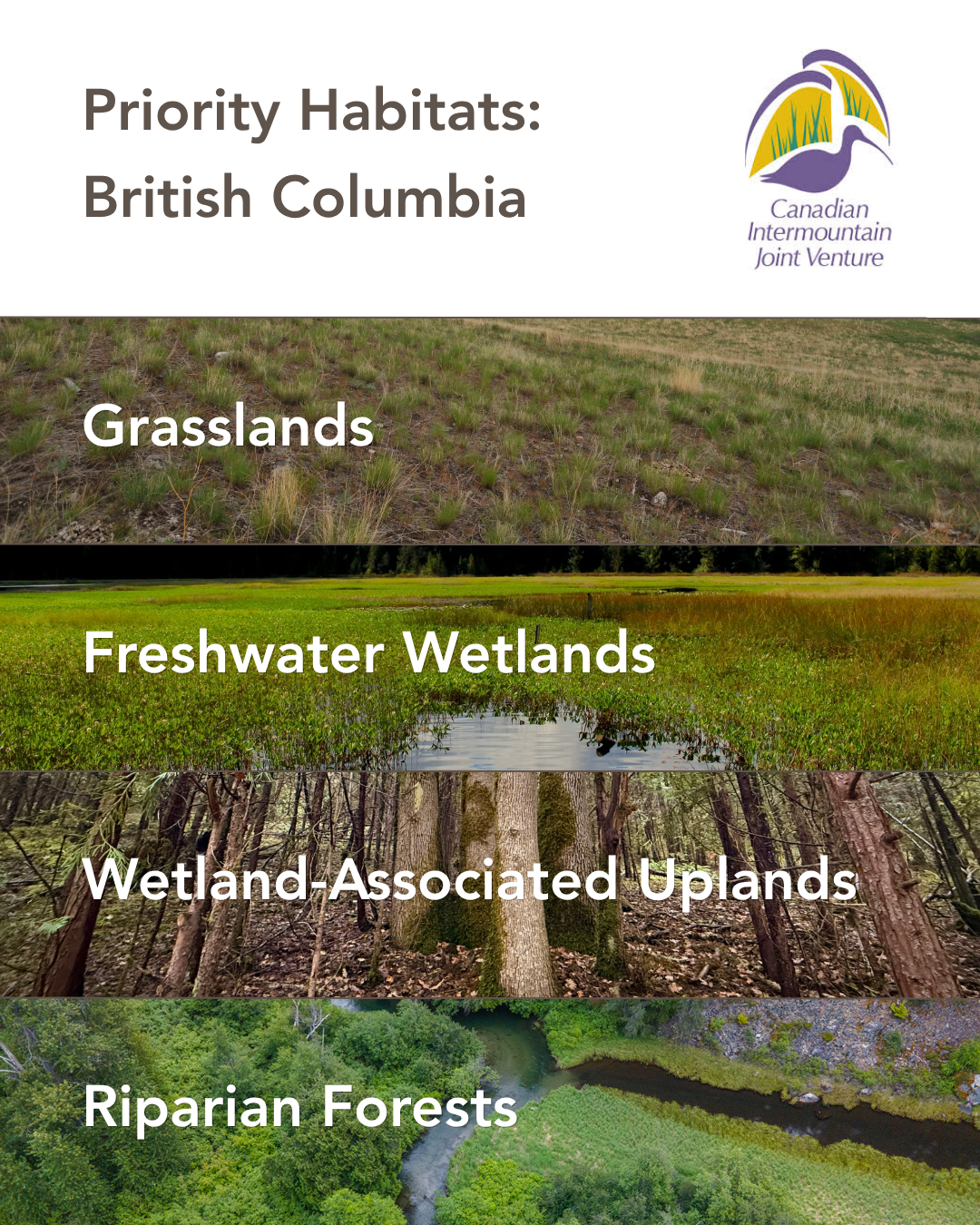 BC Birds and Conservation Areas - CIJV Priority Habitats