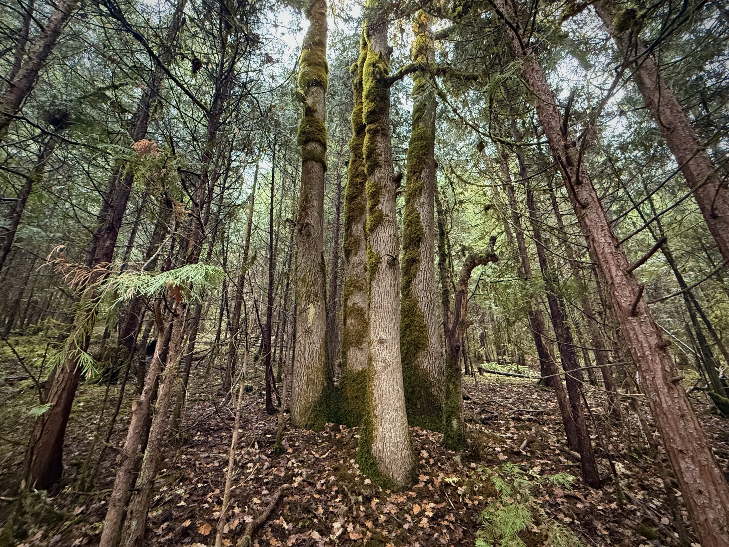 Conifer-Encroachment_North-Bank_Eric-Stauder