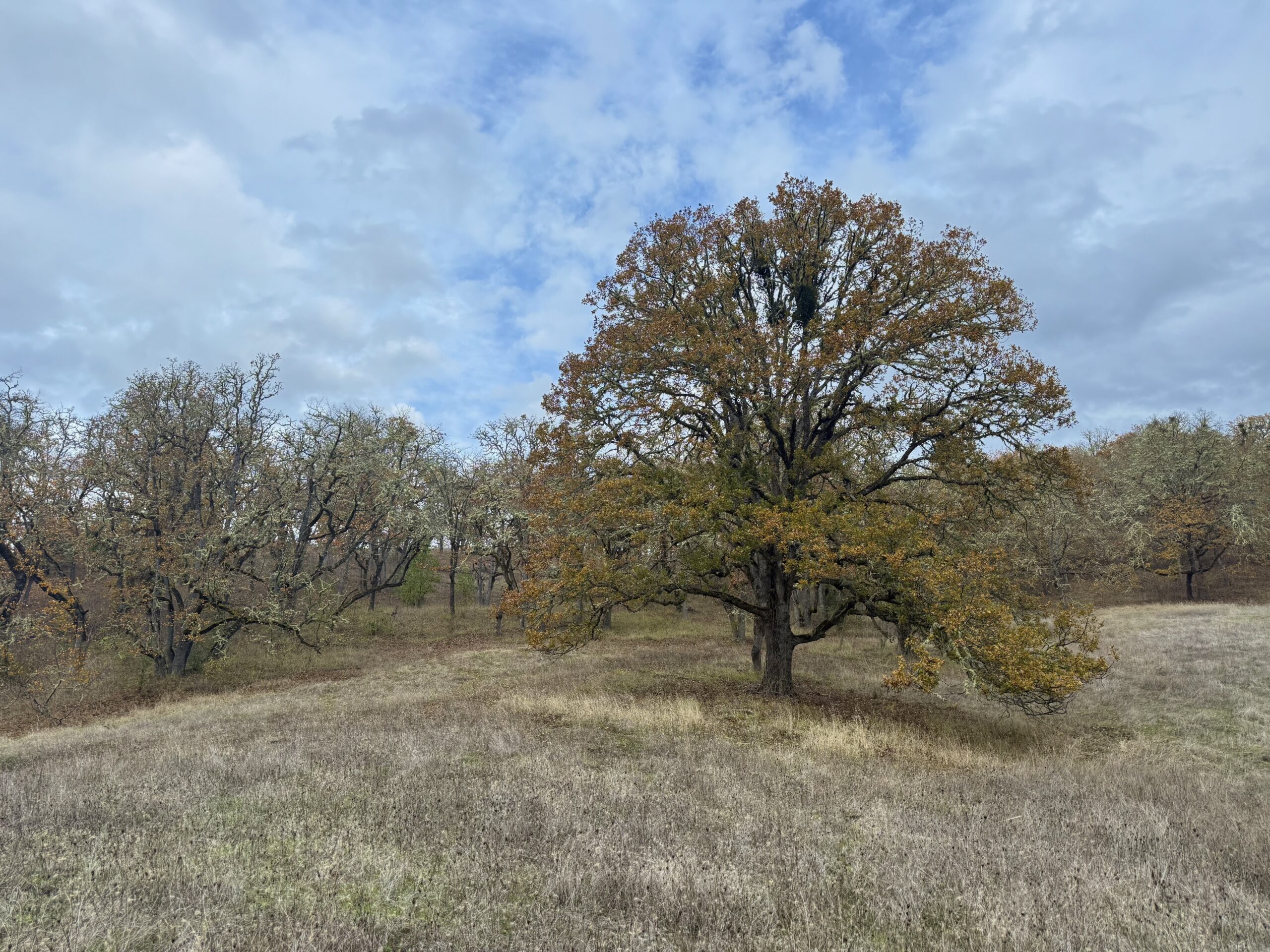 Oak-Savanna_North-Bank_Eric-Stauder