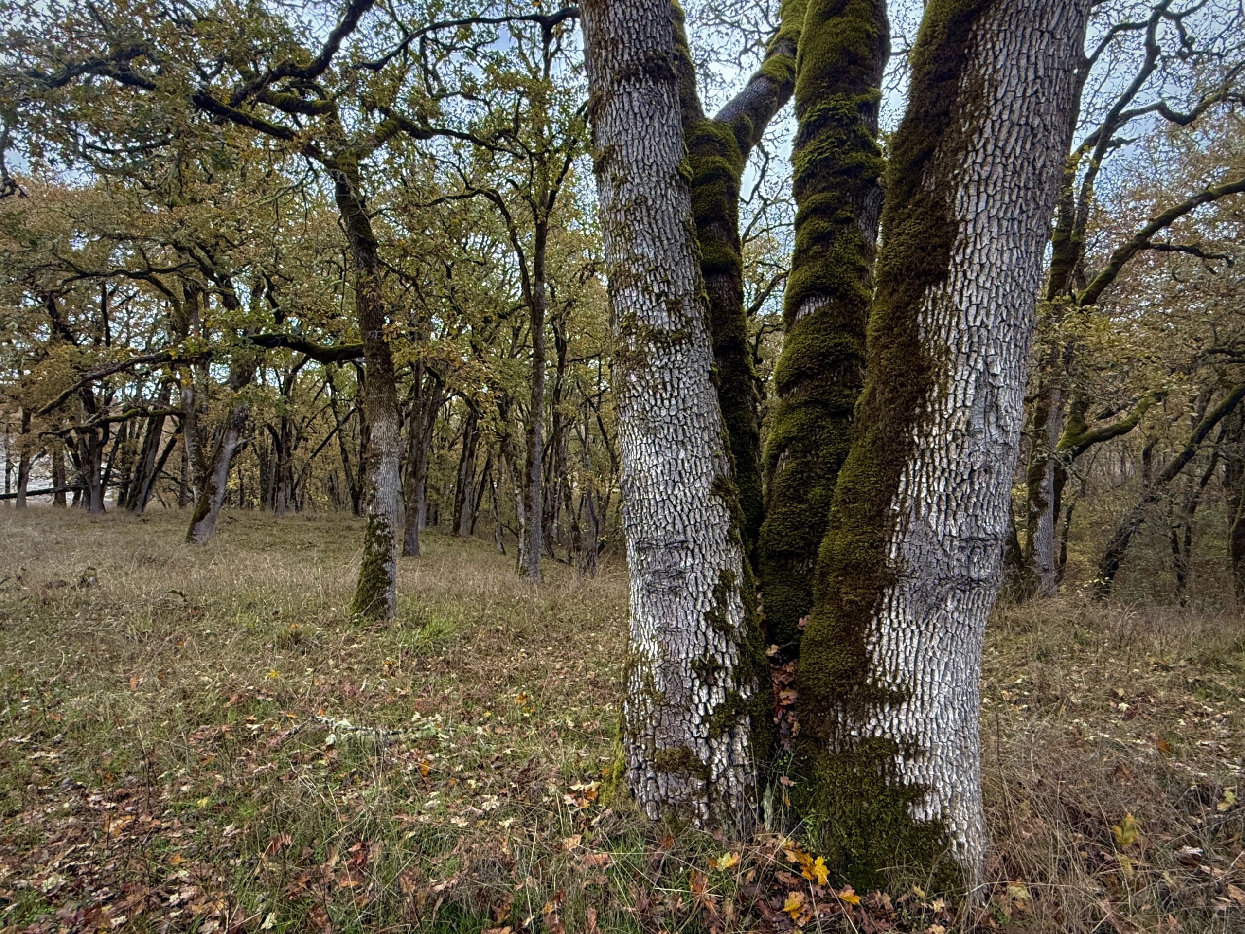 Oak-Woodland_North-Bank_Eric-Stauder