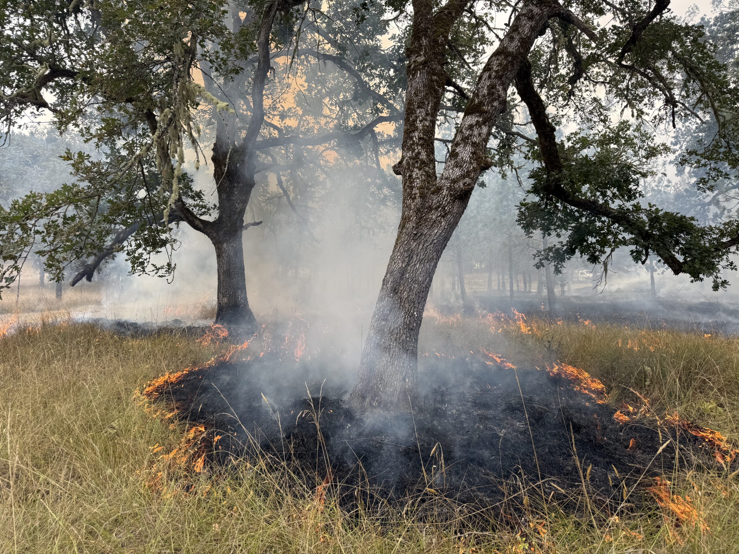 Prescribed-Burn_Oak-Woodland_Eric-Stauder