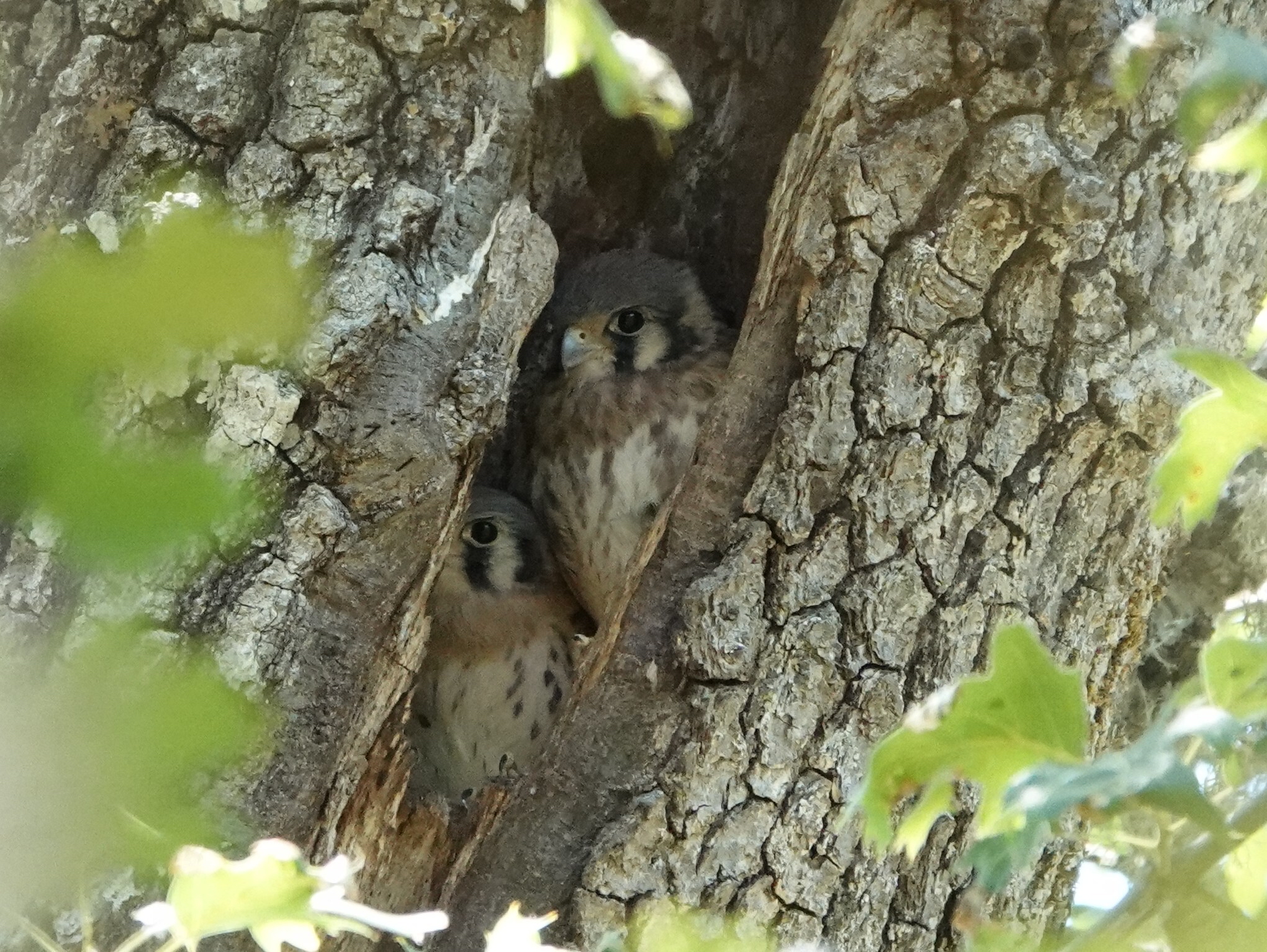 American Kestrel American Kestrel