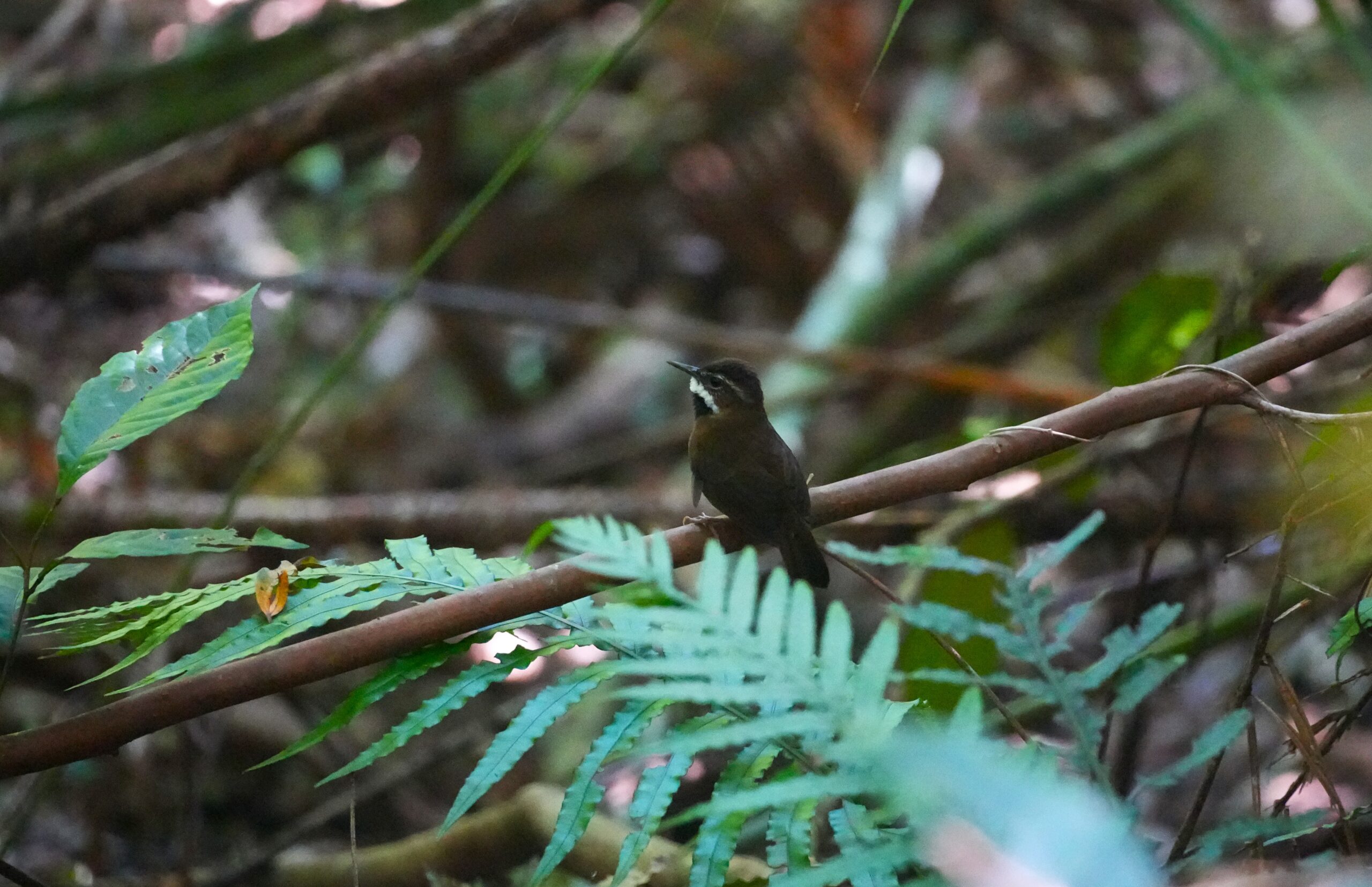 Fernwren (Oreoscopus gutturalis)
