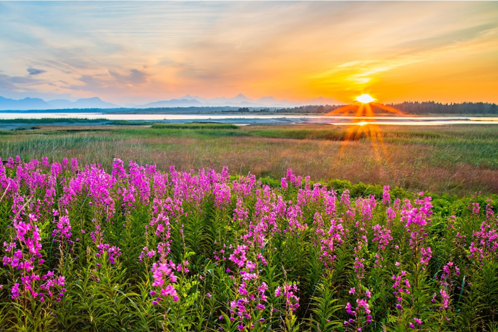 Gustavus Beach Meadows