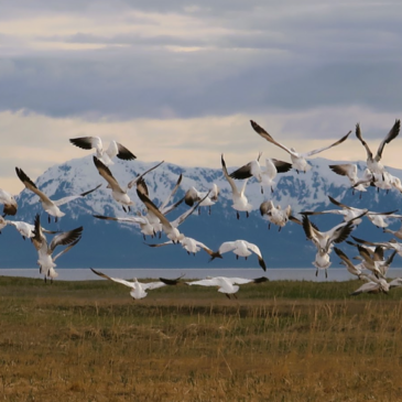Gustavus Beach Meadows