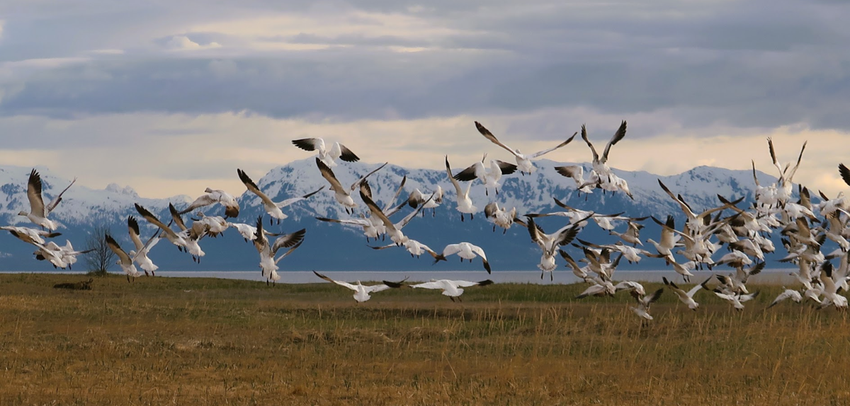 Gustavus Beach Meadows