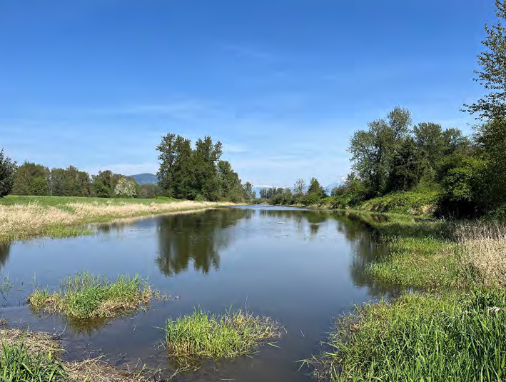 Nicomen Wetland