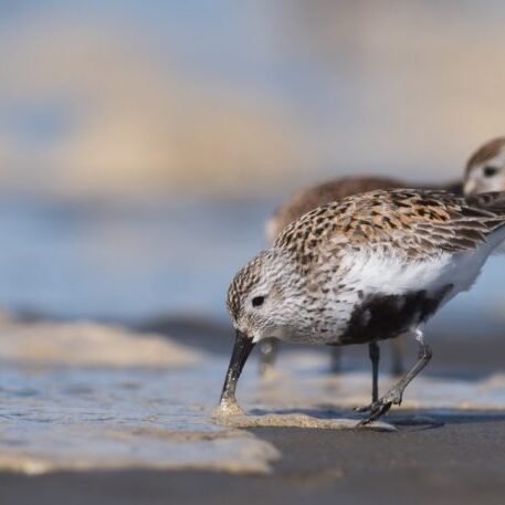Dunlin, Grays Harbor, WA – Photo Lucas DeCicco/USFWS
