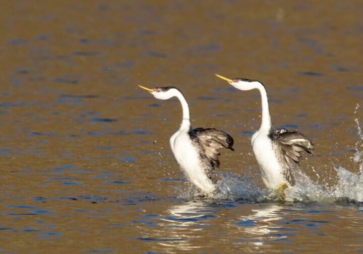 Western Grebes performing their mating dance. Photo: Mick Thompson CC