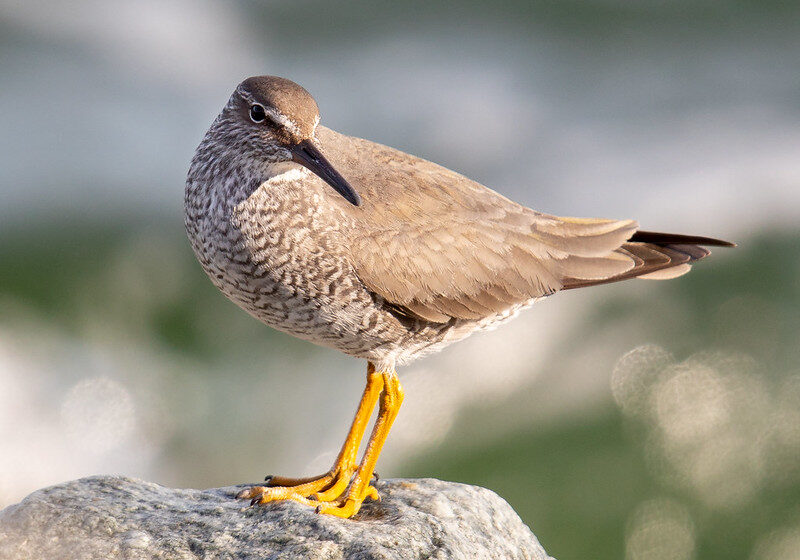 Wandering tattler, one of the Pacific Birds priority species for Coastal Habitats. Credit: Mick Thompson, CC