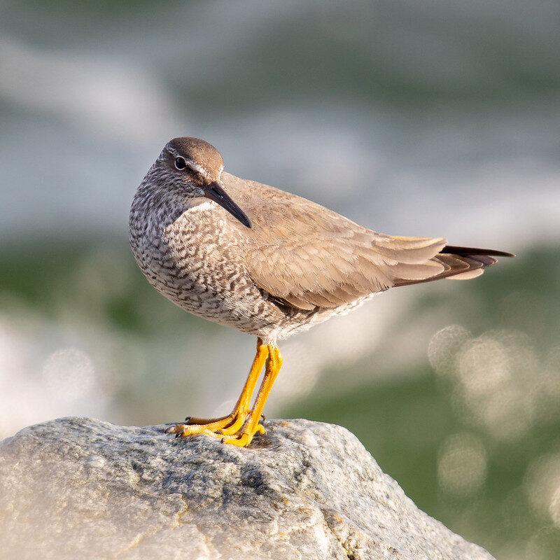 Wandering tattler, one of the Pacific Birds priority species for Coastal Habitats. Credit: Mick Thompson, CC