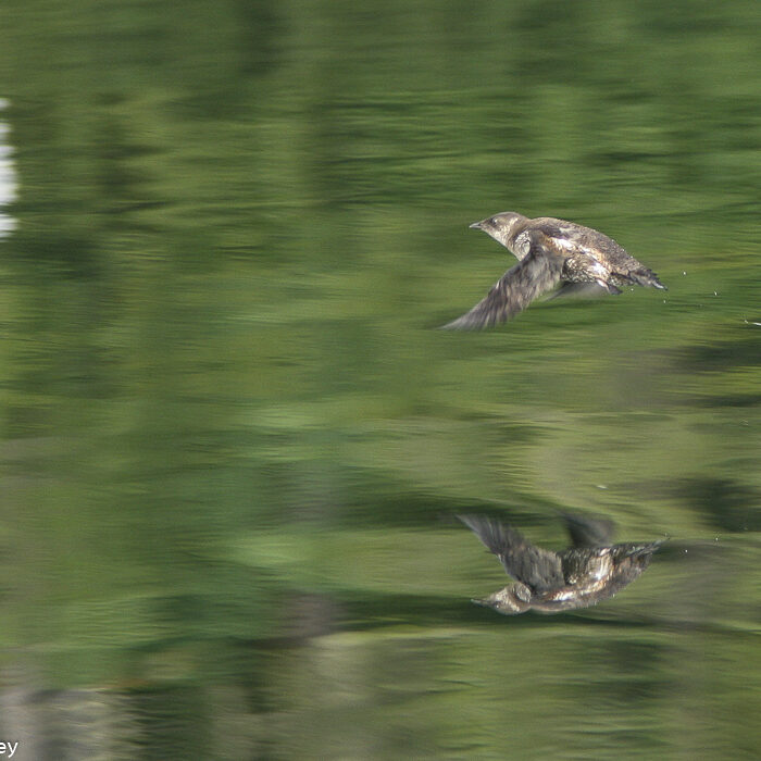 Marbled Murrelet Ron LeValley