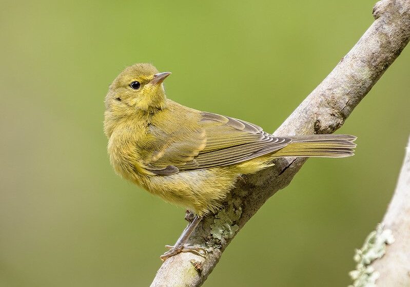 A small orange crowned warbler sitting on a branch with a blurry green background