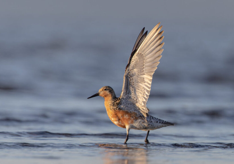 Red knot stretching its wings. Photo: Eric Ellingson, Creative Commons