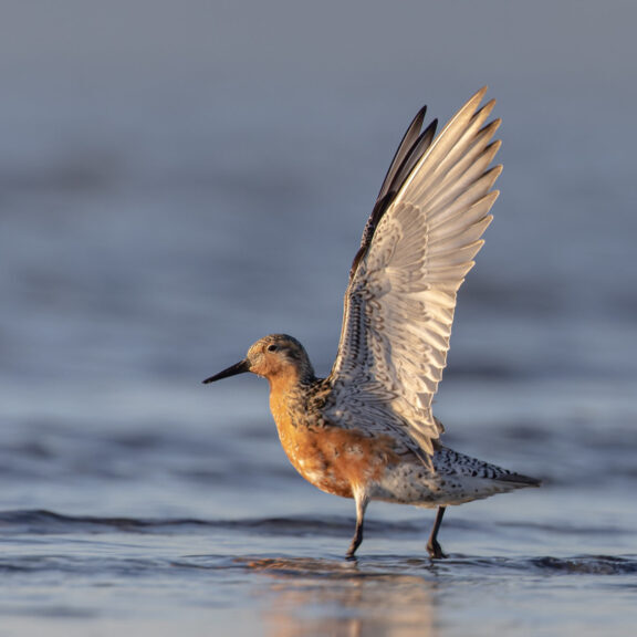 Red knot stretching its wings. Photo: Eric Ellingson, Creative Commons