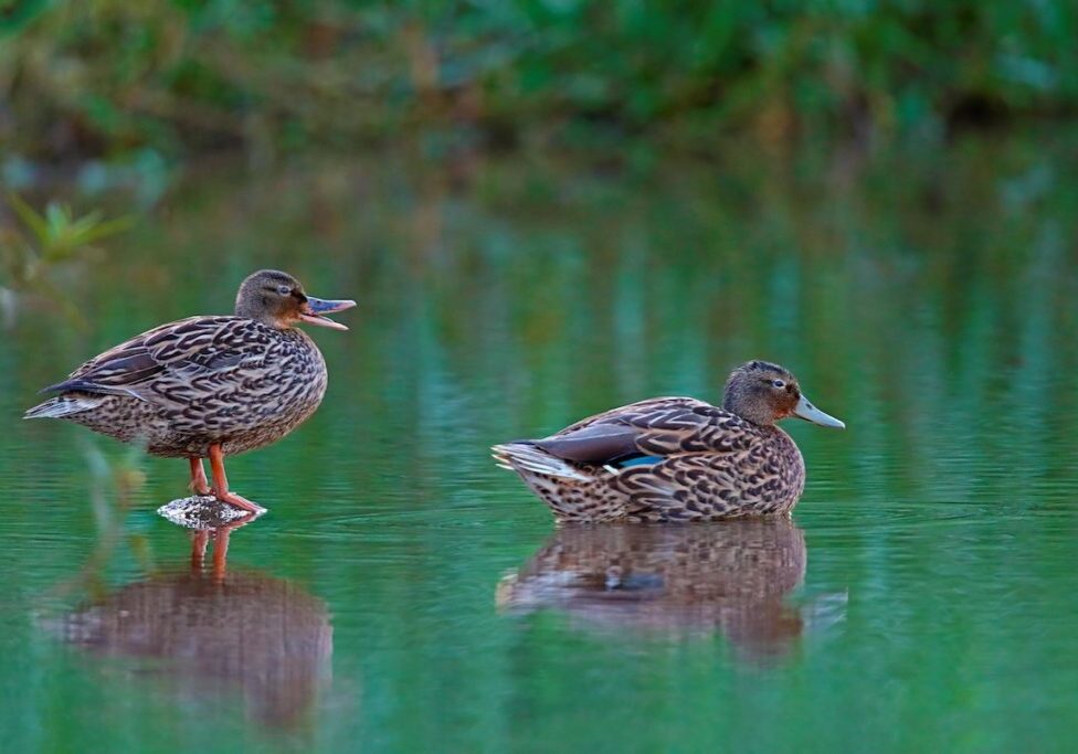Koloa maoli or Hawaiian Duck<br>Gary Kramer, U.S. Fish and Wildlife Service