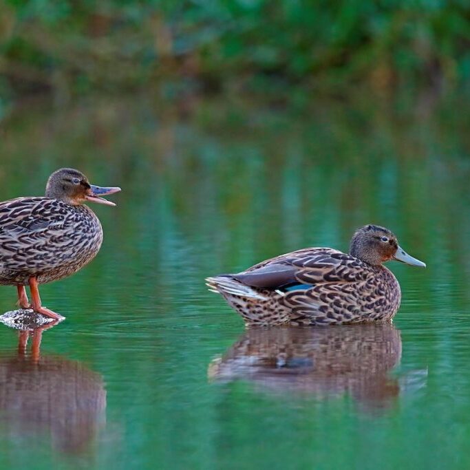 Koloa maoli or Hawaiian Duck<br>Gary Kramer, U.S. Fish and Wildlife Service