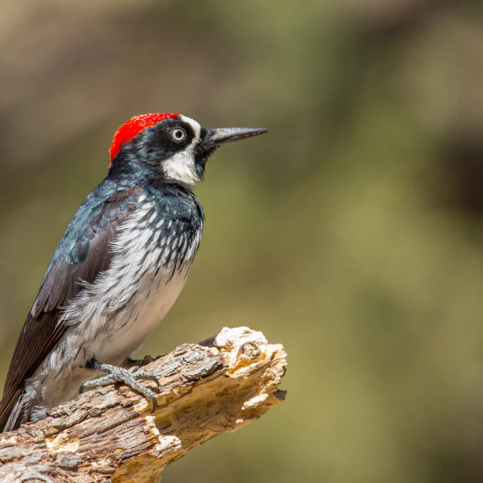 Birds such as the Acorn Woodpecker depend upon oak woodlands. <br>Mick Thompson © Creative Commons