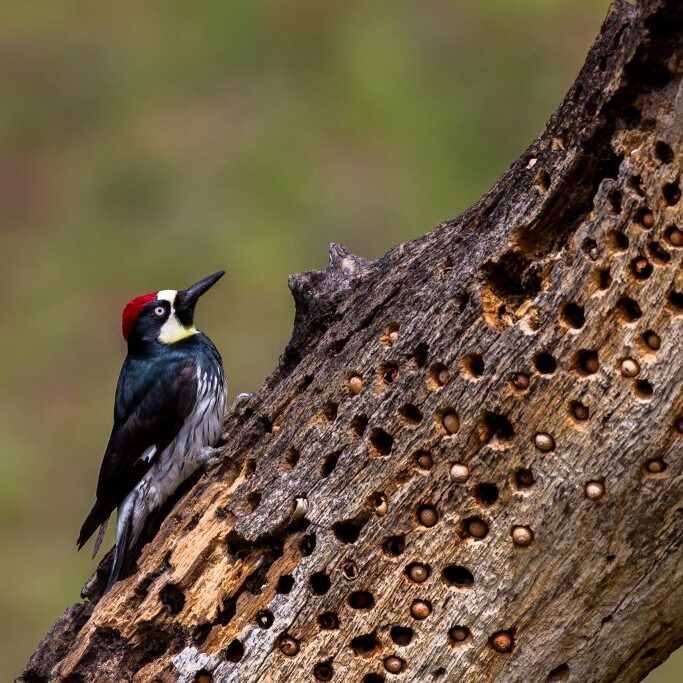 Acorn Woodpecker at a Granary Tree <br>
Nagarajan Kanna © Creative Commons