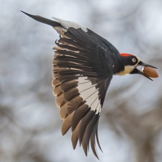 Acorn Woodpecker<br>Wendy Miller © Creative Commons