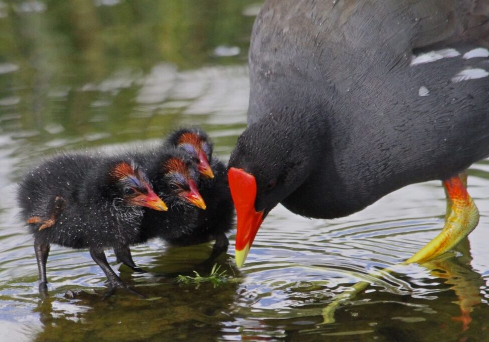 This photo shows a Hawaiian Common Gallinule with three chicks.