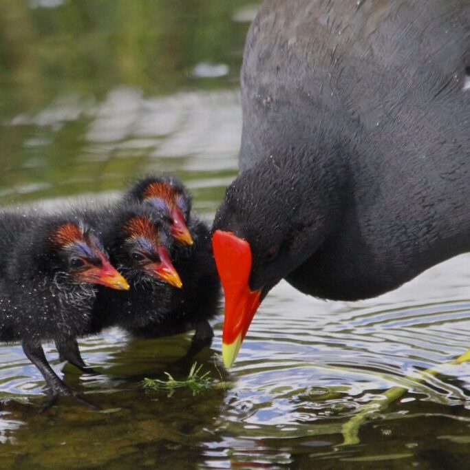 This photo shows a Hawaiian Common Gallinule with three chicks.