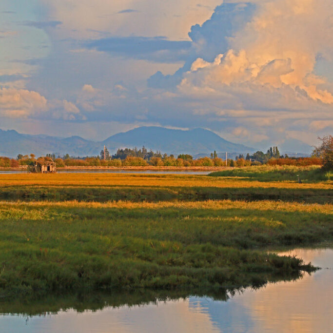 Coastal saltmarsh, Alice Bay, Skagit County, WA<br>© Ron Holmes