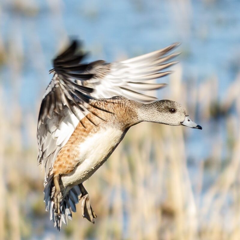 Female American Wigeon<br>© Barry Ttroutman