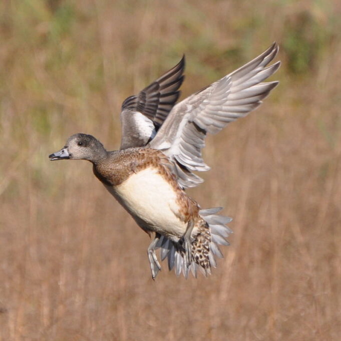 American Wigeon<br>Jim Culp © Creative Commons
