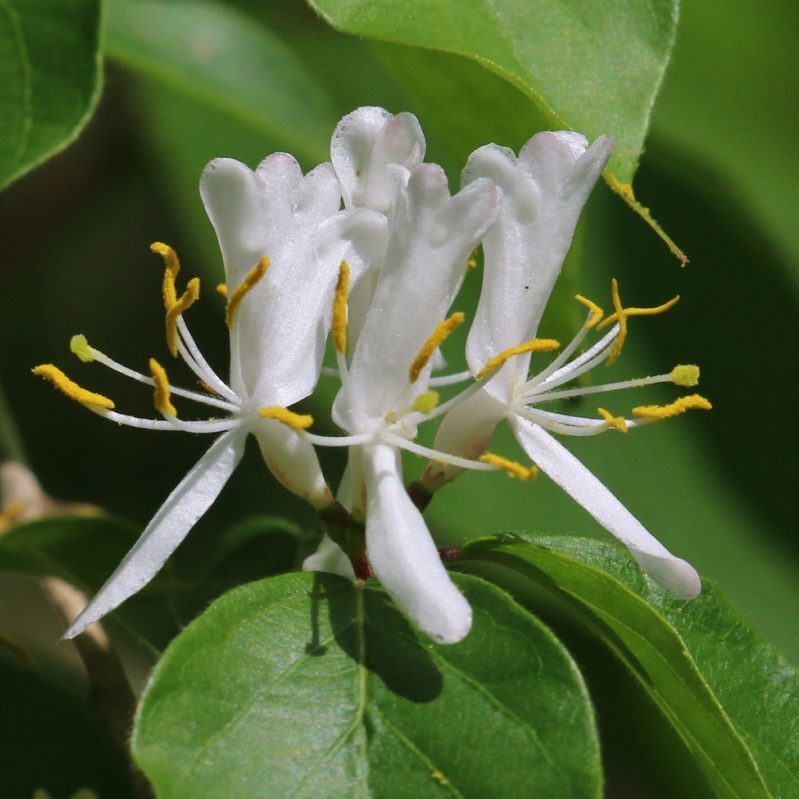 Amur Honeysuckle / Tom Benson © Creative Commons