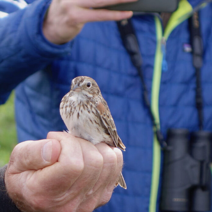 An Oregon Vesper Sparrow, prior to being banded, during a field trip to the Creswell Oaks property.<br>Photo by Bruce Taylor