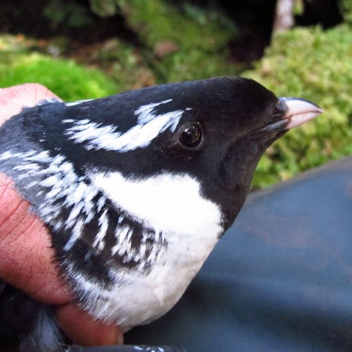 Ancient Murrelet © Dan Shervill