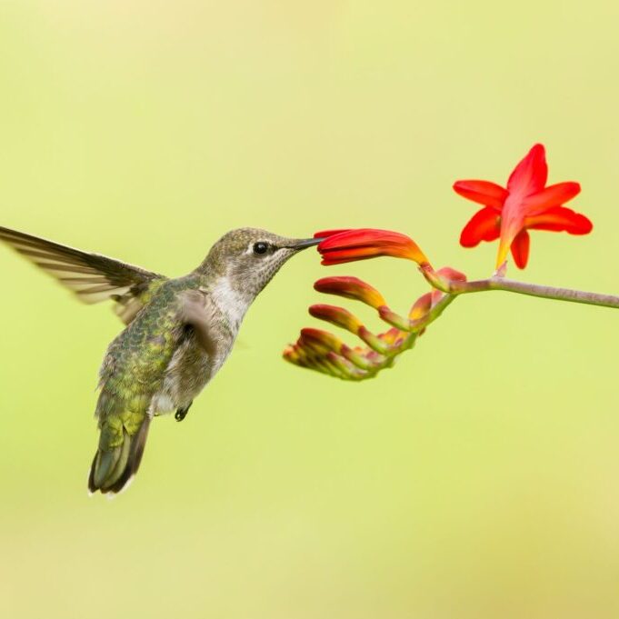 Anna's Hummingbird. Photo: USFWS