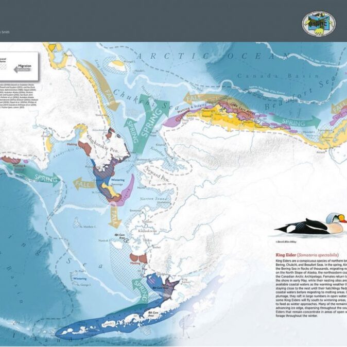 Atlas King Eider
