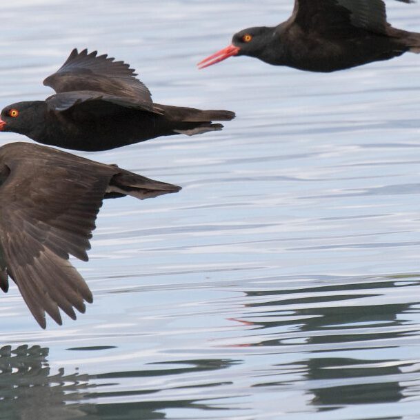 BO in flight