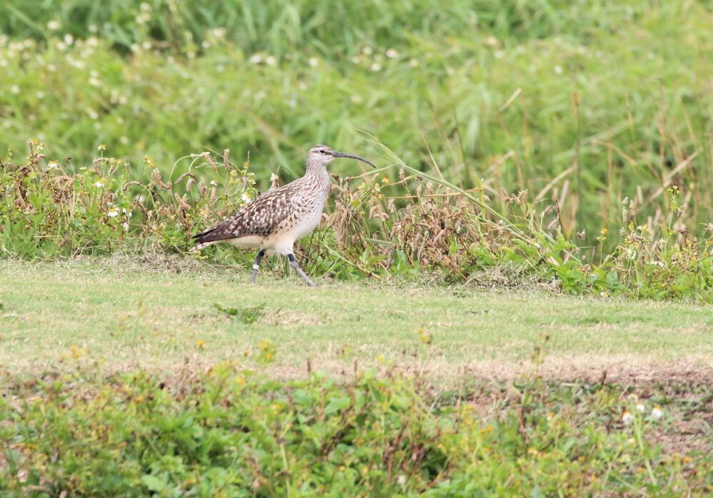‘45’, a male Bristle-thighed Curlew seen at James Campbell National Wildlife Refuge, that was banded in 2014.  Photo © Monica Iglecia. 