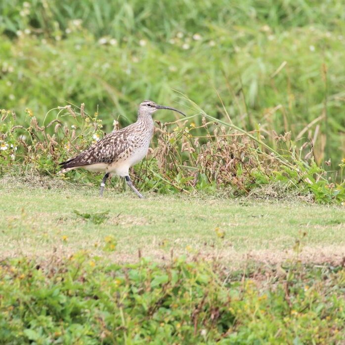‘45’, a male Bristle-thighed Curlew seen at James Campbell National Wildlife Refuge, that was banded in 2014.  Photo © Monica Iglecia. 
