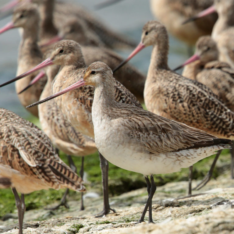 Bar-tailed Godwits<br>Aaron Maizlish © Creative Commons
