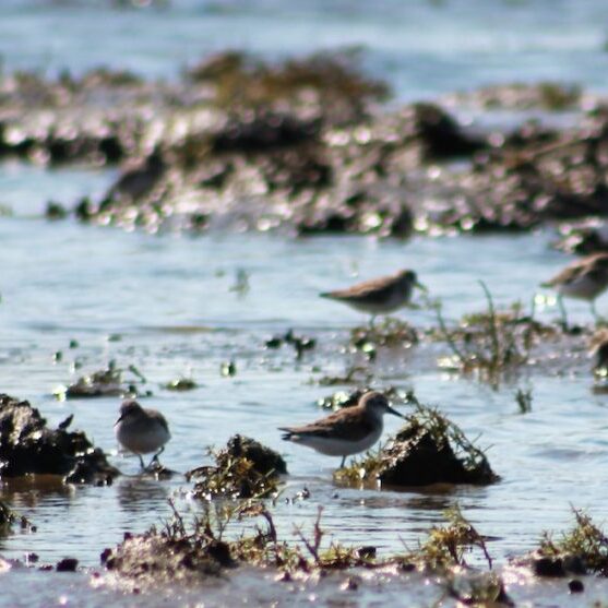 Shorebirds benefit from the restoration of Bear River Estuary in Washington State, partially funded by PMEP.<br>© Brent Lawrence