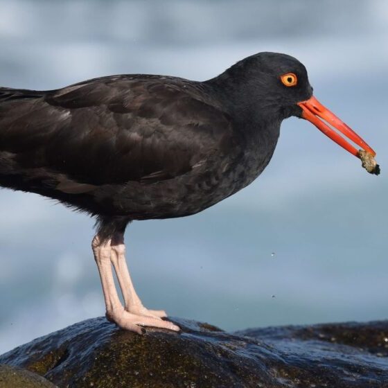 Black oystercatcher. Photo by Andy Reago and Chrissy McClaren, Creative Commons