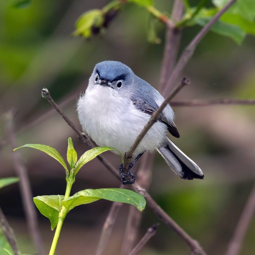 Blue gray Gnatcatcher