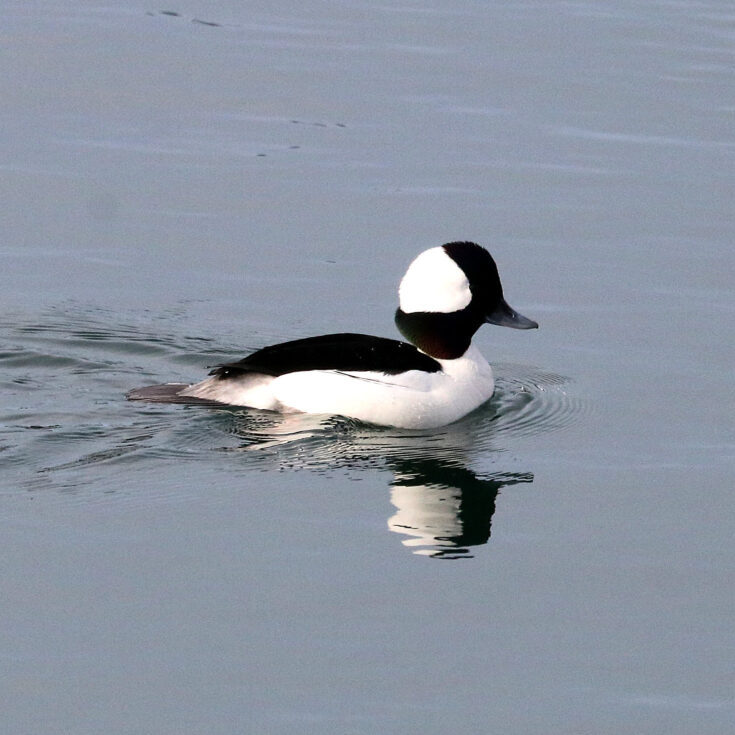 Bufflehead are among the many species found in the estuarine habitats of the Central Oregon Coast. 